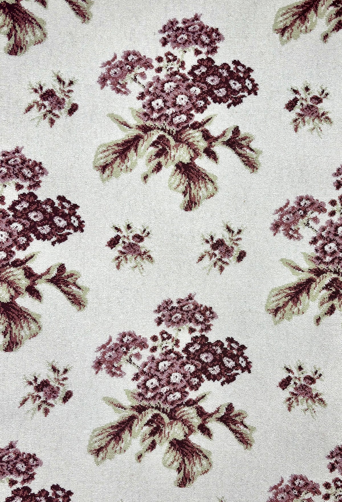 Standard_Auricula