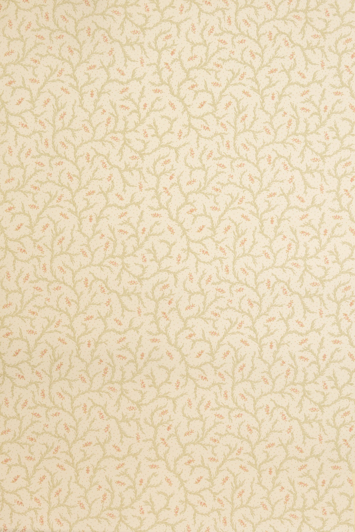 jmp-cle-01 blossom_CLEMENTINE wallpaper