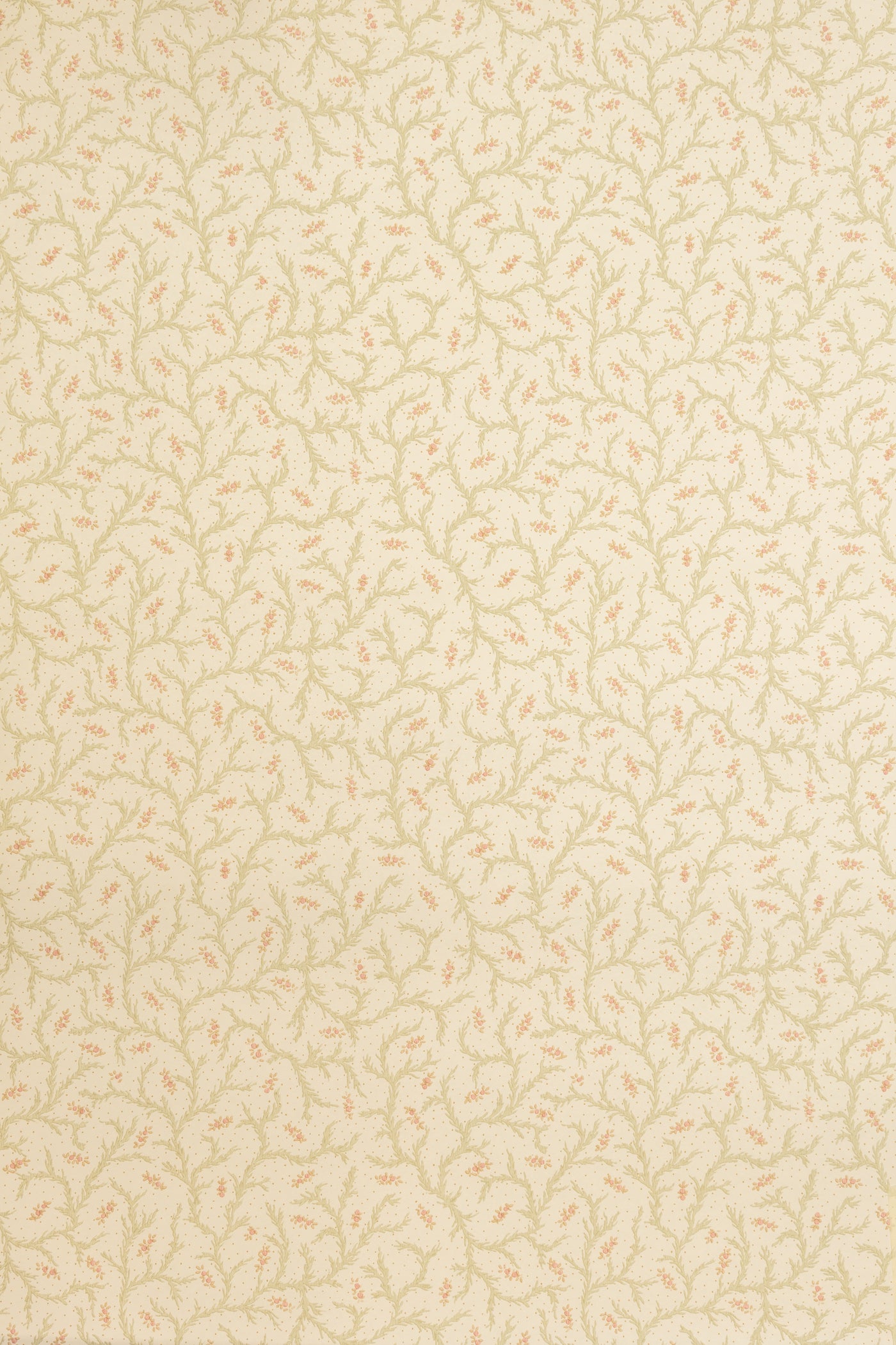 jmp-cle-01 blossom_CLEMENTINE wallpaper