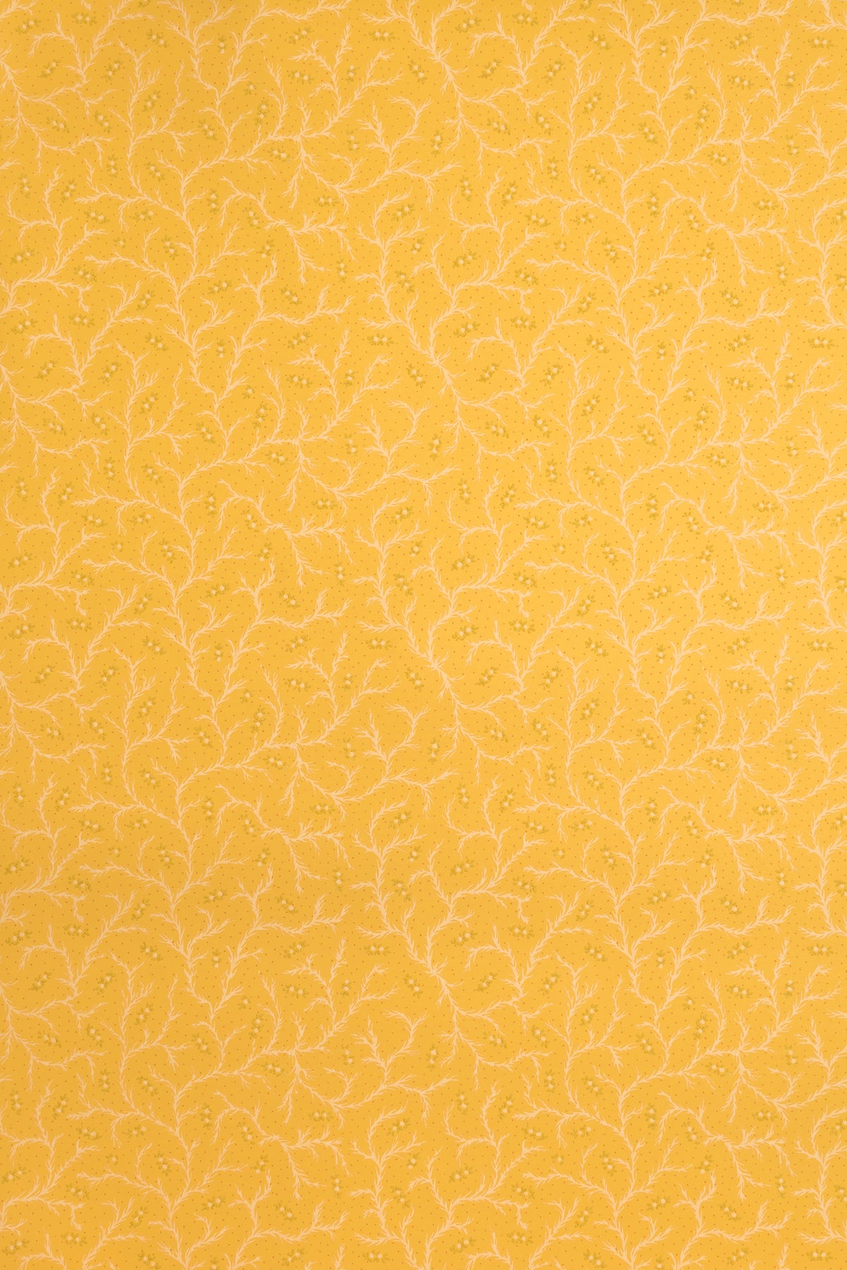 jmp-cle-03 dandelion_CLEMENTINE wallpaper