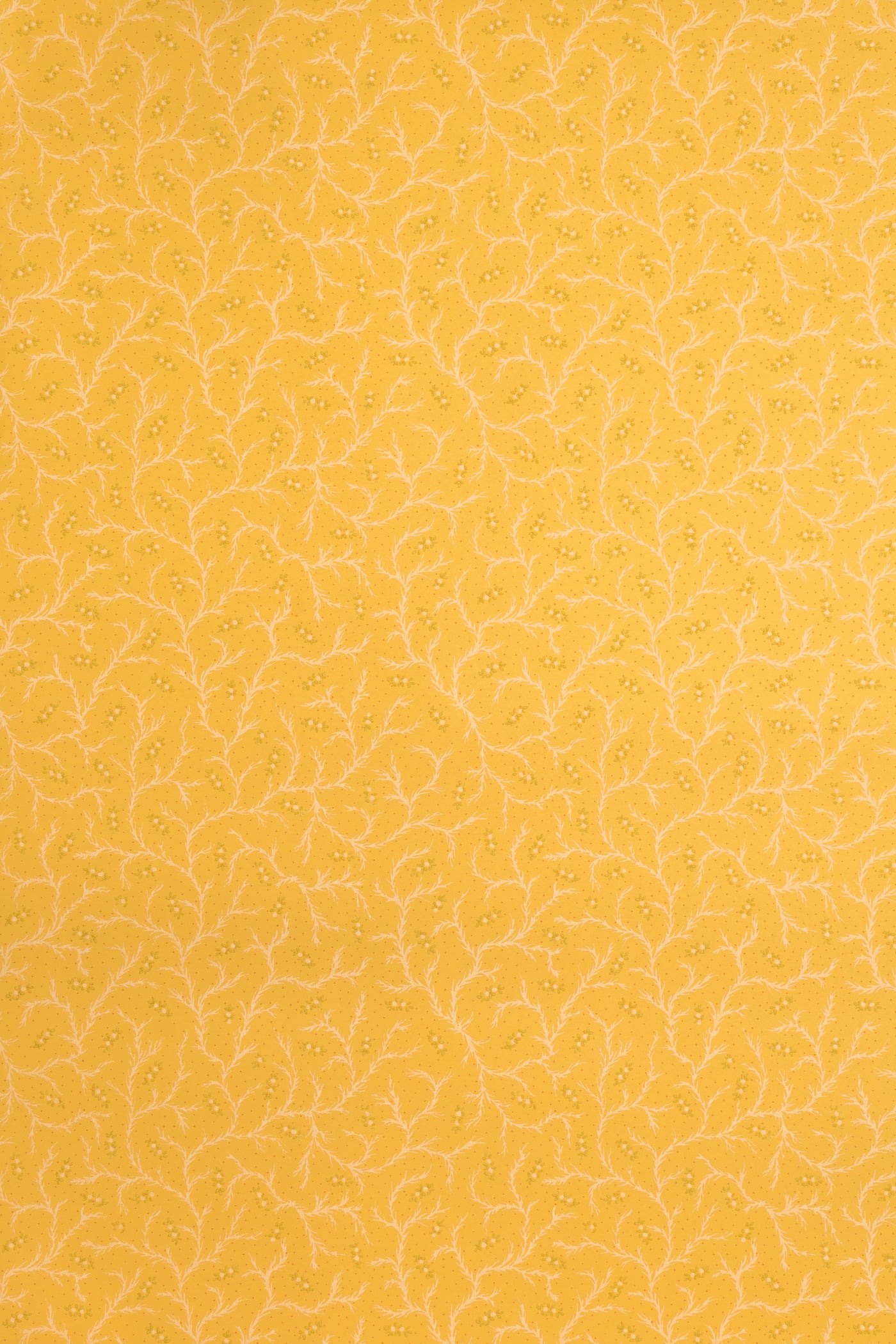 jmp-cle-03 dandelion_CLEMENTINE wallpaper