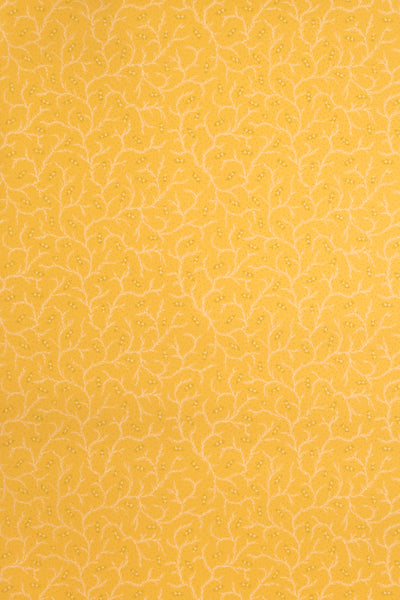 jmp-cle-03 dandelion_CLEMENTINE wallpaper