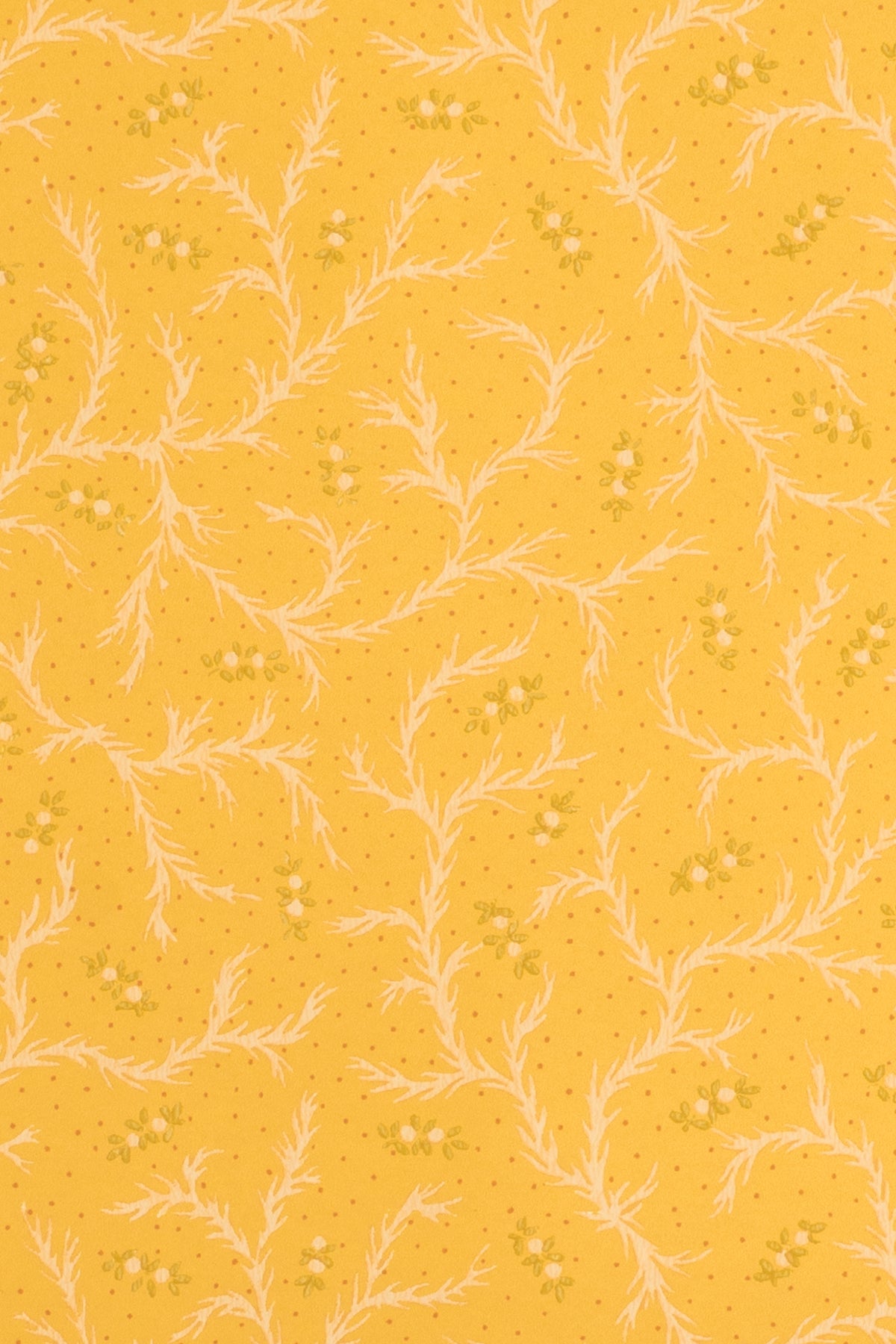 jmp-cle-03 dandelion_CLEMENTINE wallpaper