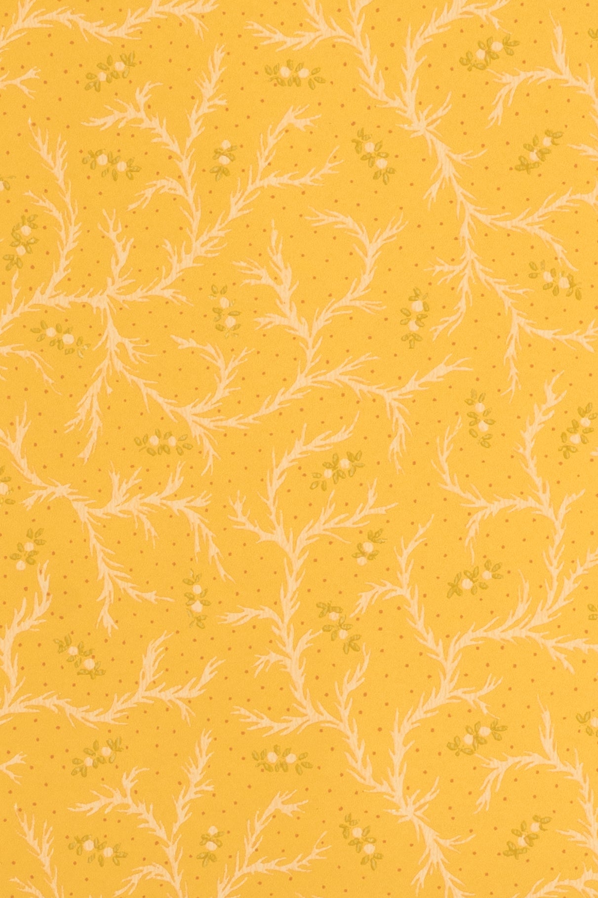 jmp-cle-03 dandelion_CLEMENTINE wallpaper