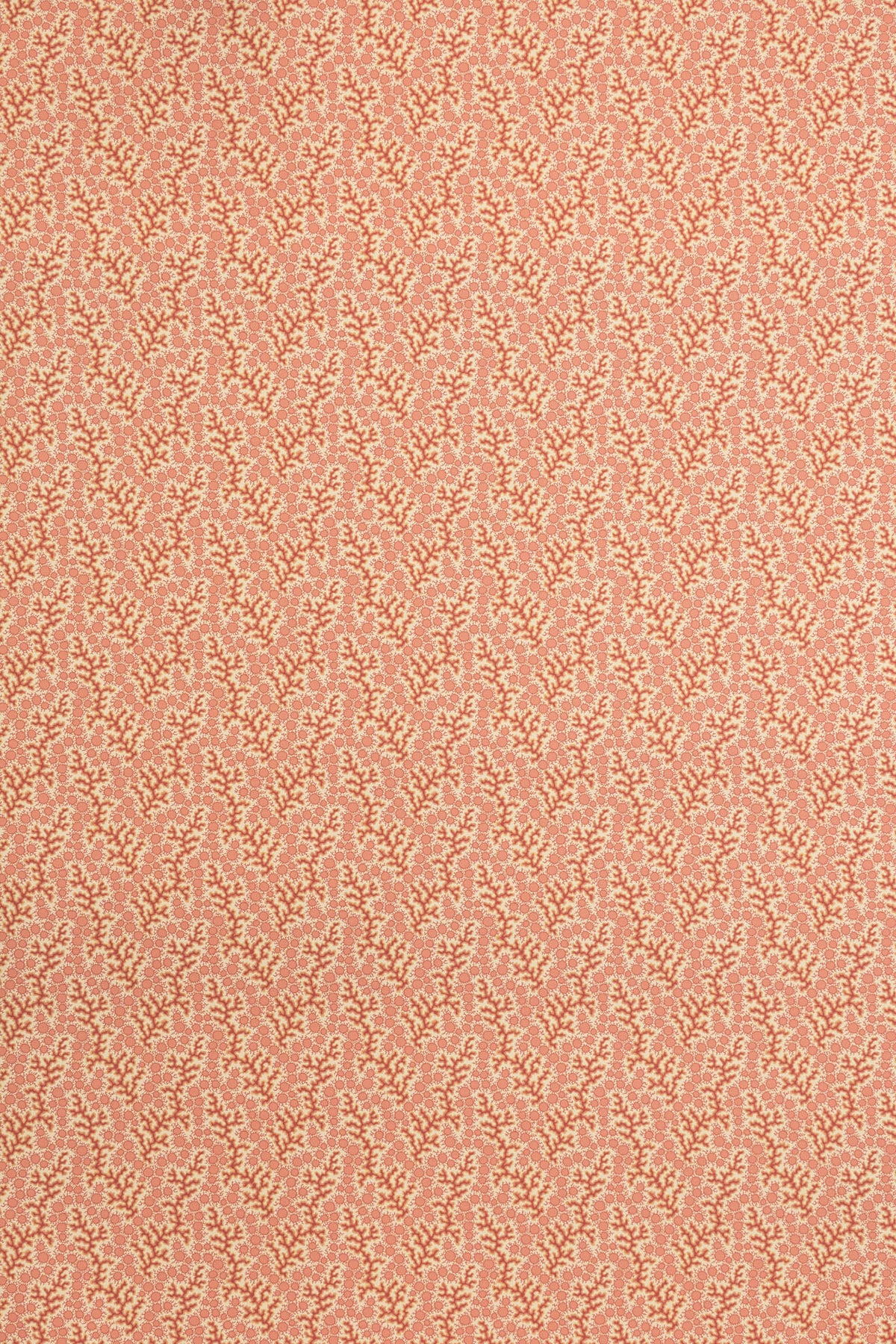 jmp-cor-01 crustacean_CORALIE wallpaper