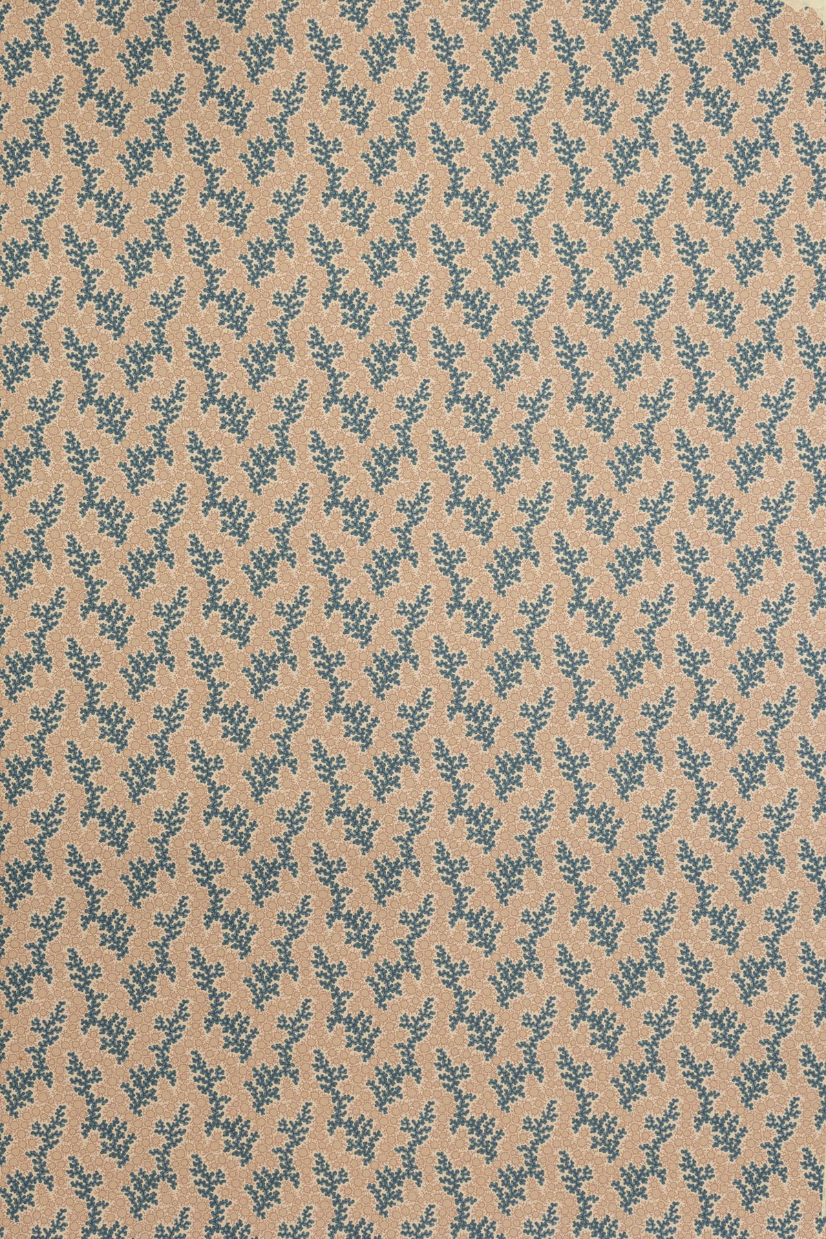 jmp-cor-07 sea_CORALIE wallpaper