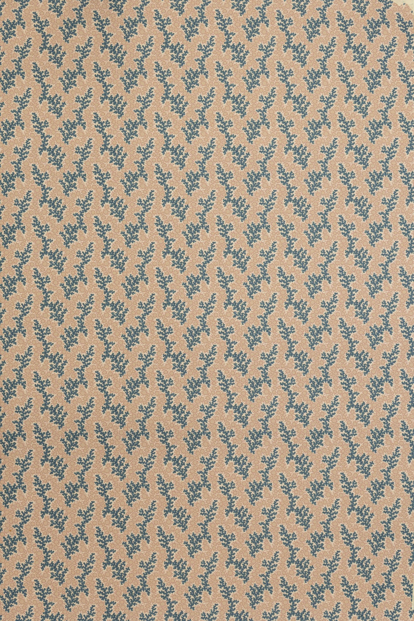 jmp-cor-07 sea_CORALIE wallpaper