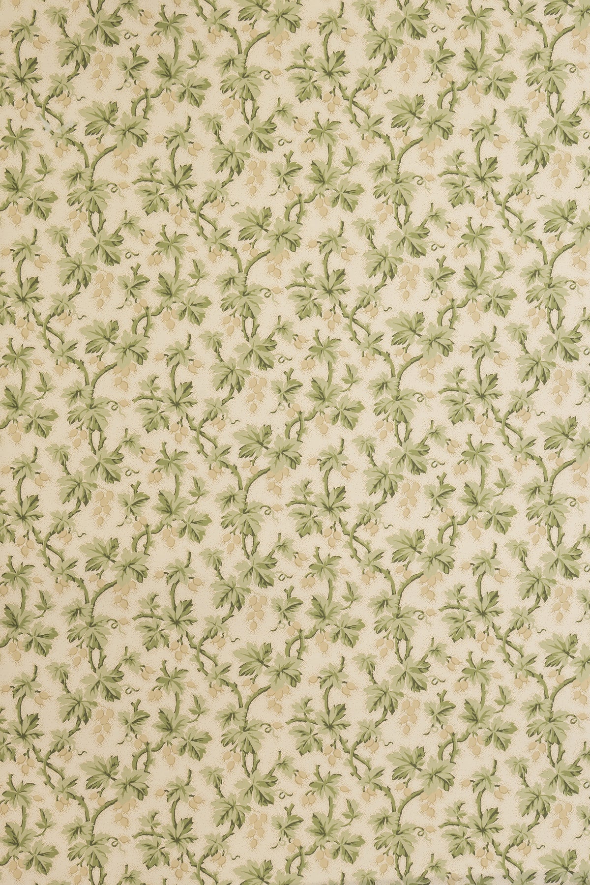 jmp-goo-03 tortoise_GOOSEBERRY wallpaper