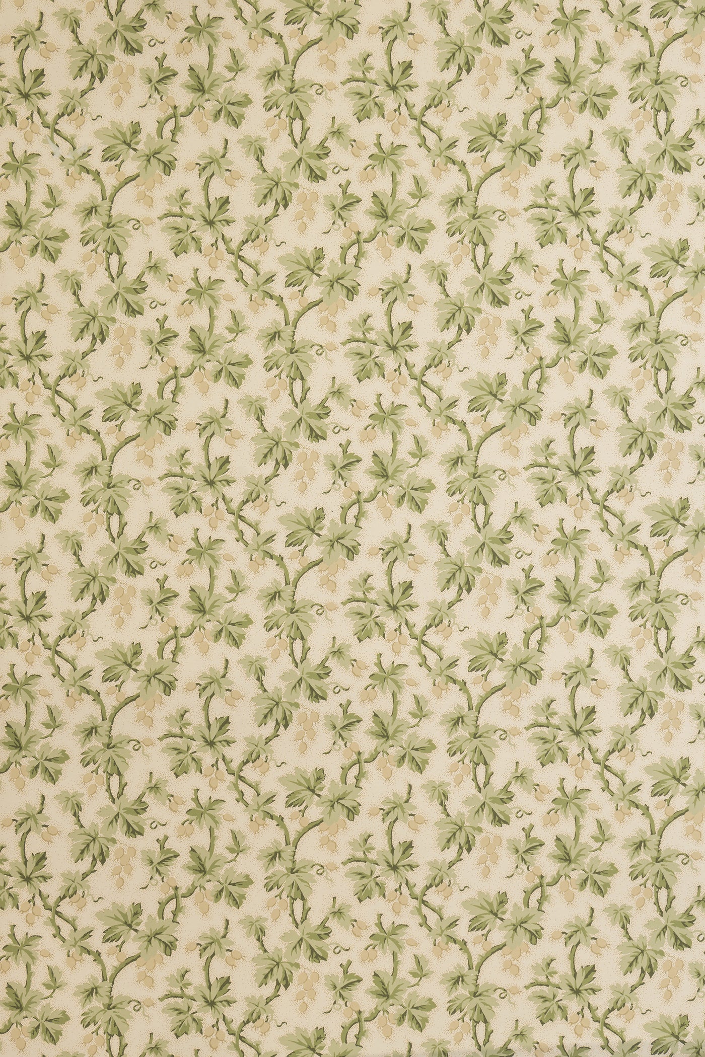jmp-goo-03 tortoise_GOOSEBERRY wallpaper