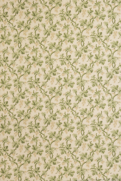 jmp-goo-03 tortoise_GOOSEBERRY wallpaper