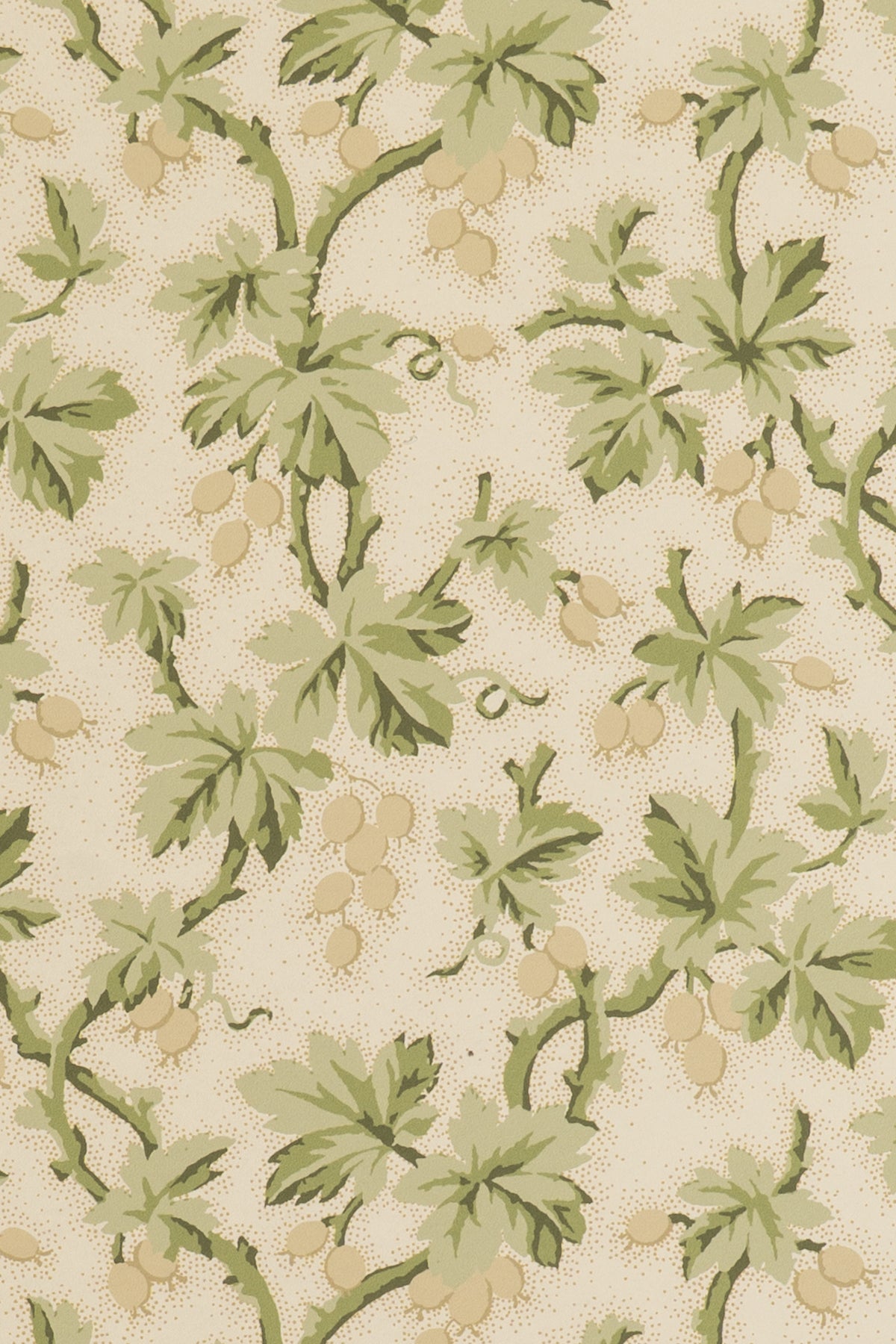 jmp-goo-03 tortoise_GOOSEBERRY wallpaper