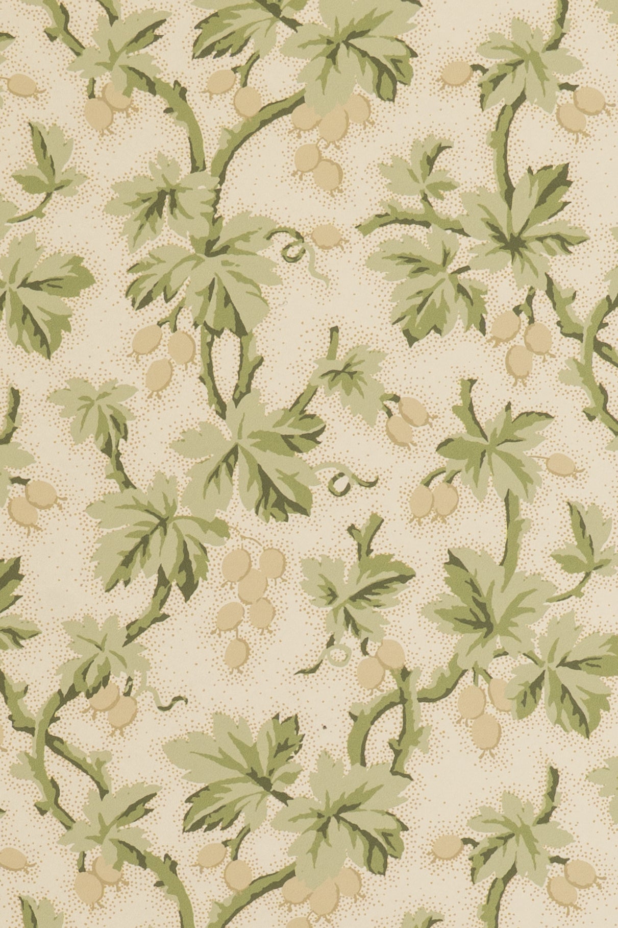 jmp-goo-03 tortoise_GOOSEBERRY wallpaper