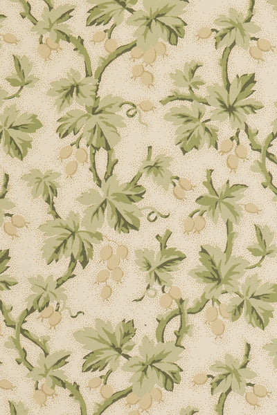 jmp-goo-03 tortoise_GOOSEBERRY wallpaper