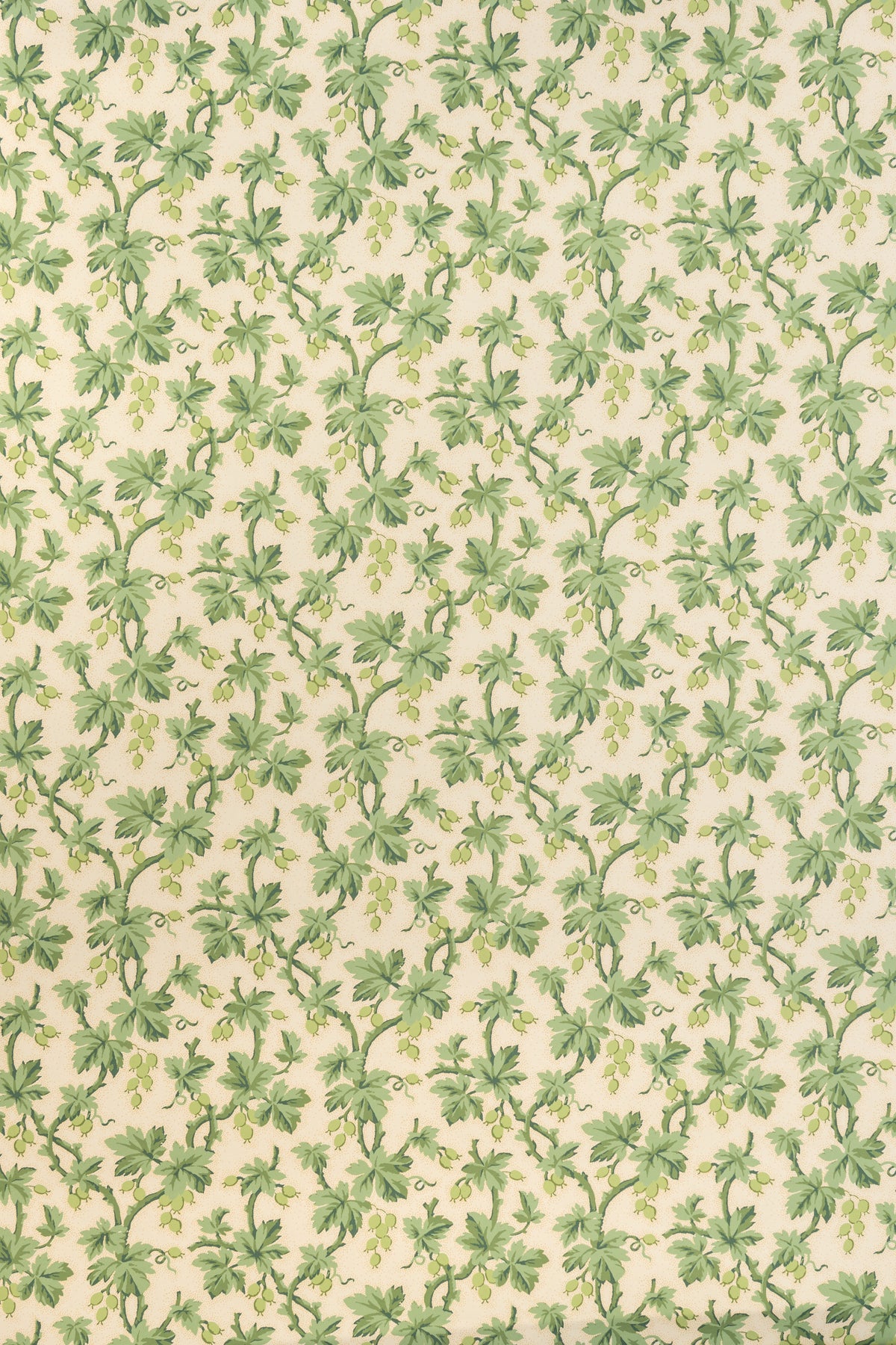 jmp-goo-04 lettuce_GOOSEBERRY wallpaper