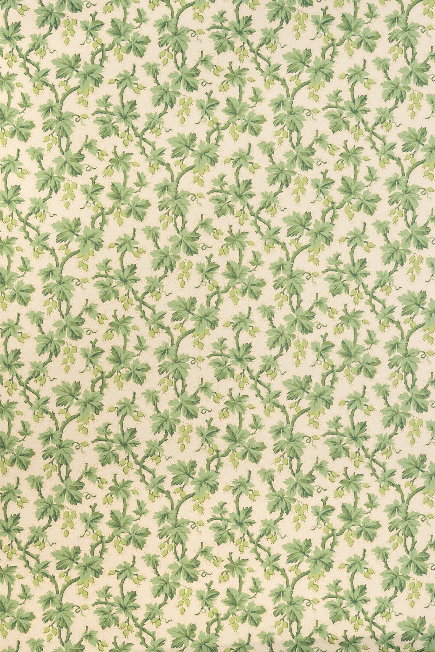 jmp-goo-04 lettuce_GOOSEBERRY wallpaper