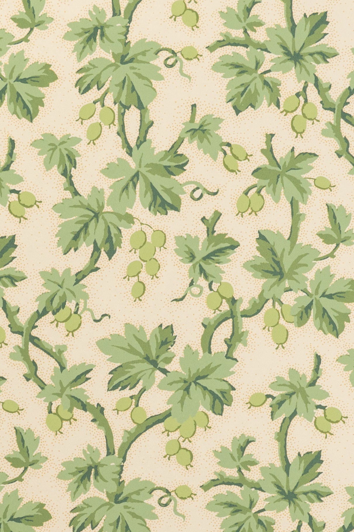 jmp-goo-04 lettuce_GOOSEBERRY wallpaper