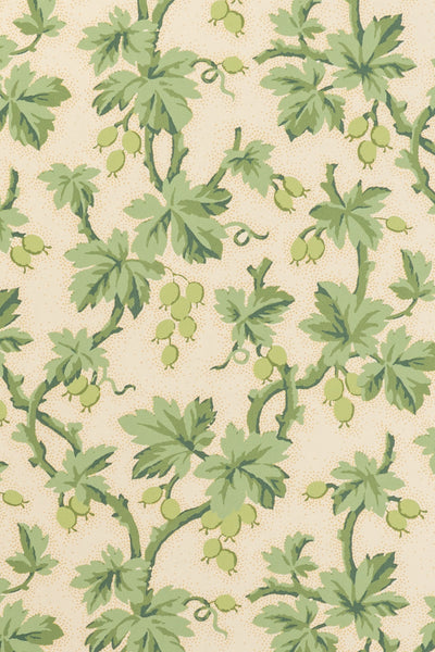 jmp-goo-04 lettuce_GOOSEBERRY wallpaper