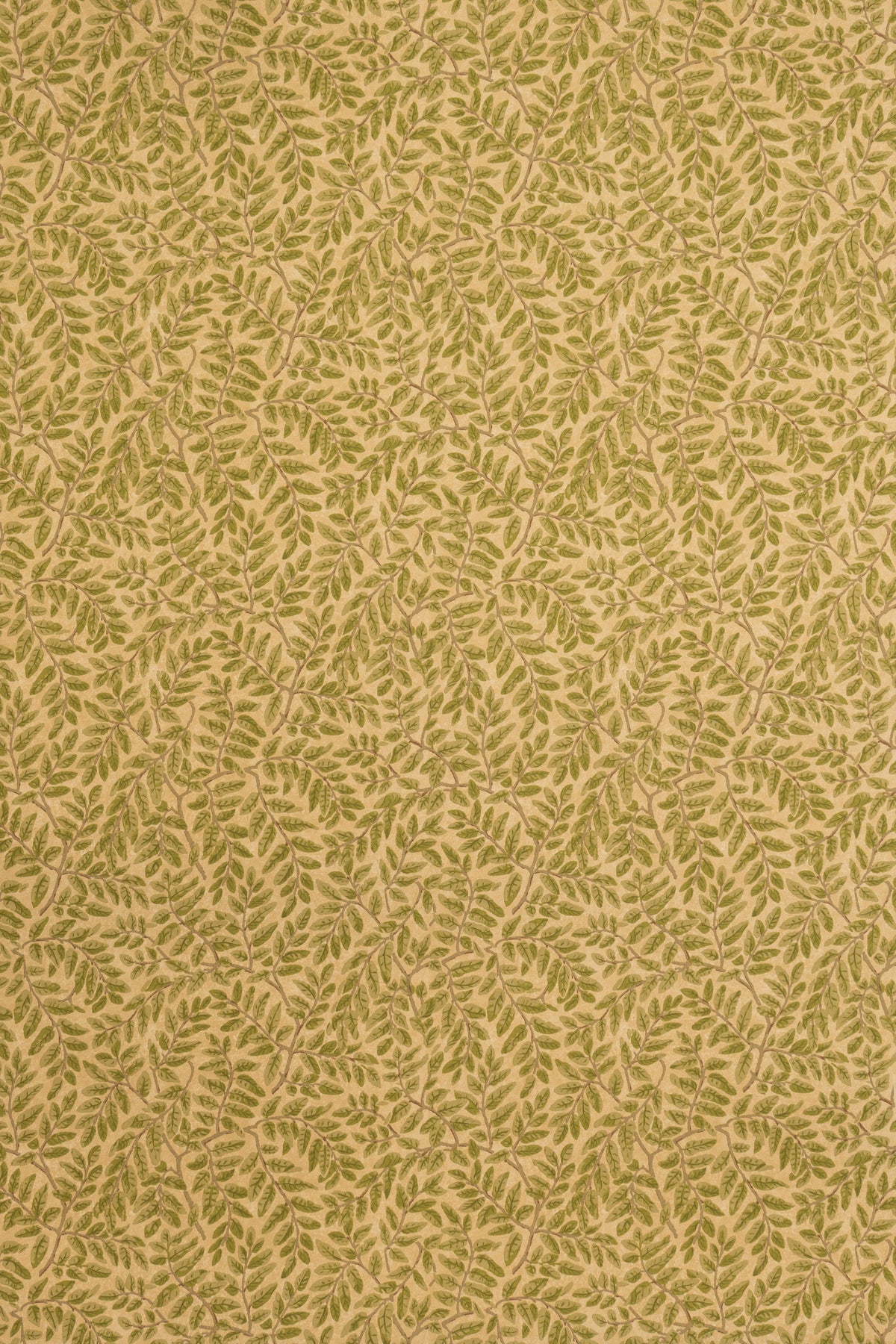 jmp-tar-05 document_TARA wallpaper