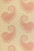 JMP-PAI-02 rose
