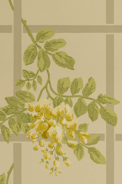 jmp-tre-03 buttermilk_TEMPLETON TRELLIS wallpaper