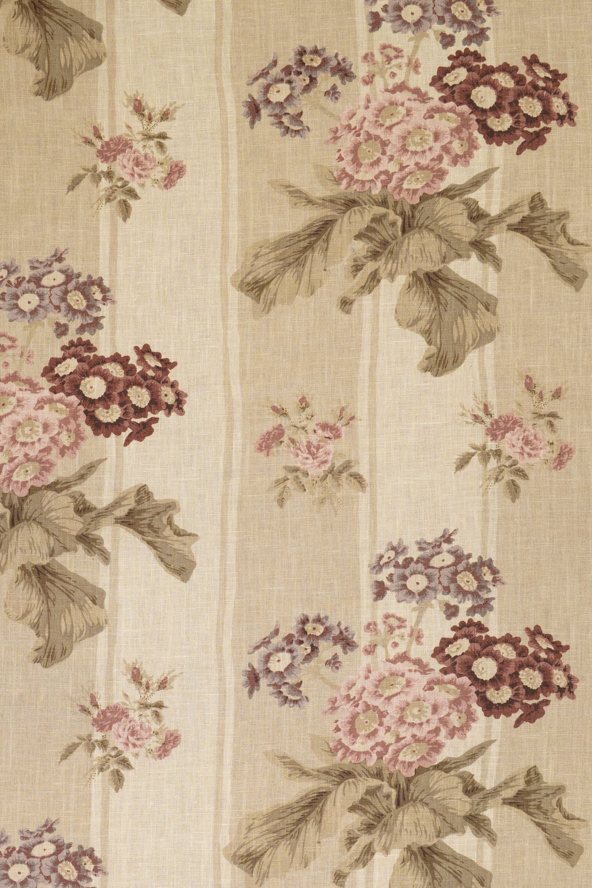 jm-1171 coffee-stripe_AURICULA