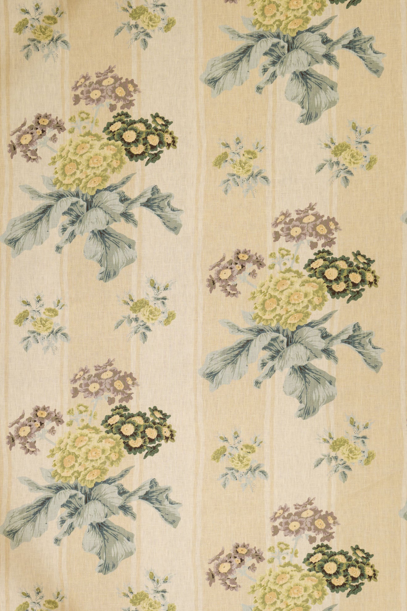 jm-1172 cream-stripe_AURICULA