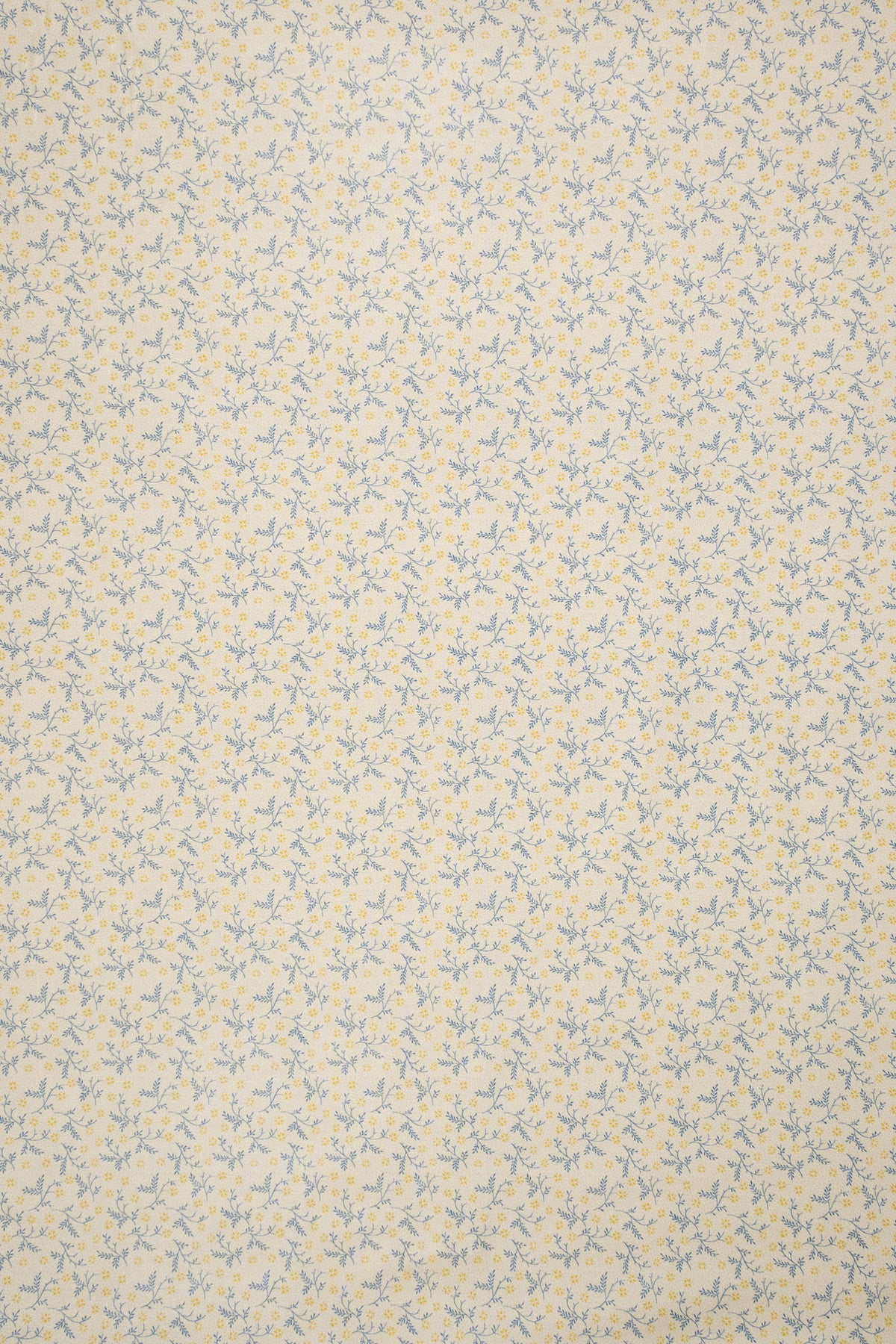 jm-1405 dandelion_BETSY