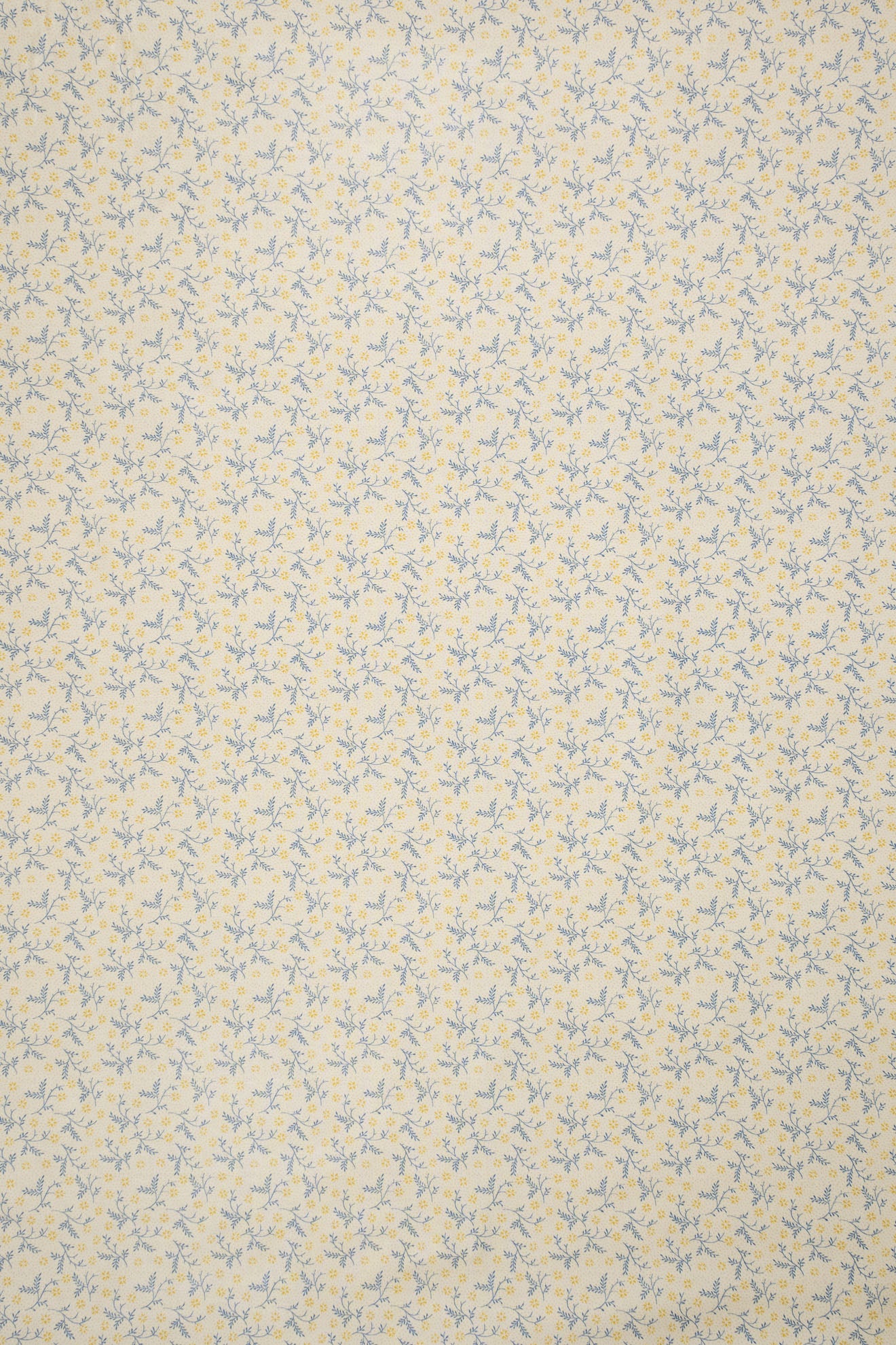 jm-1405 dandelion_BETSY