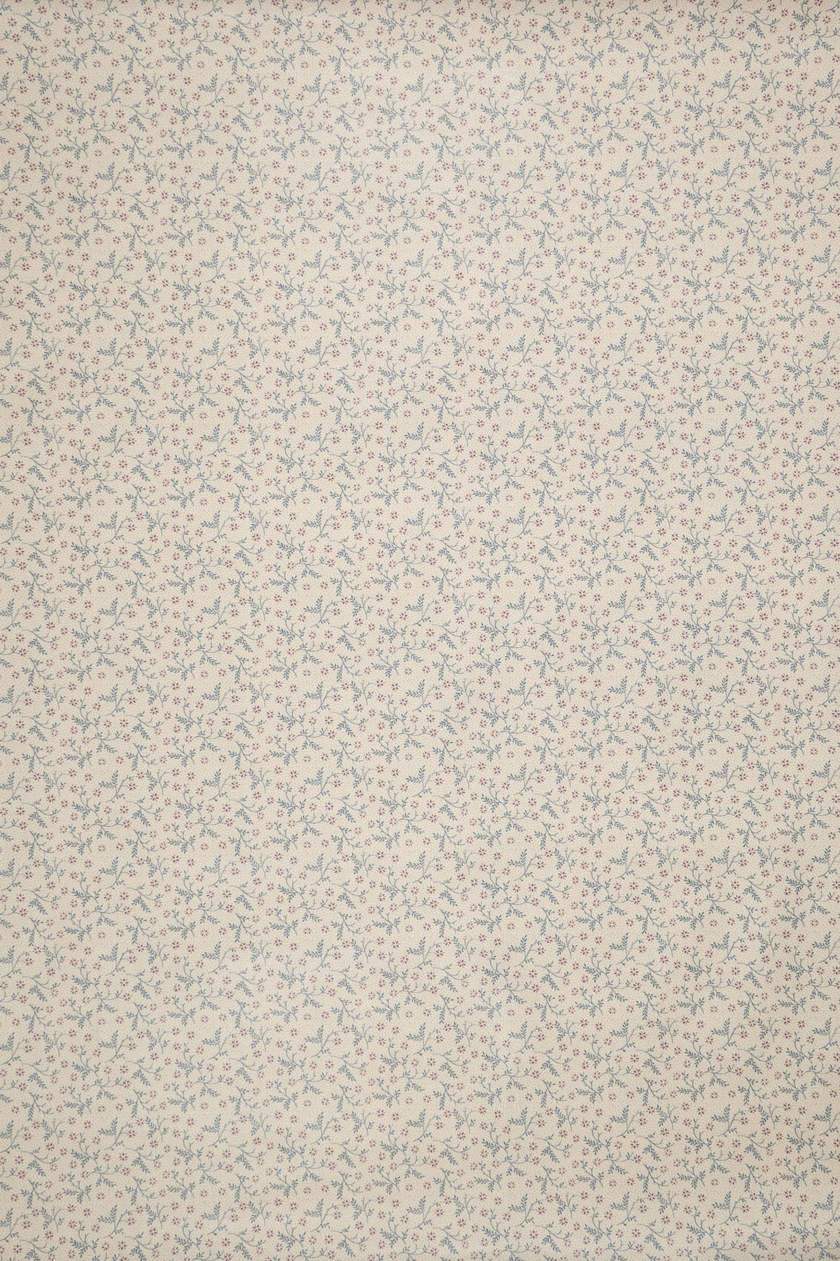jm-1404 mallow_BETSY