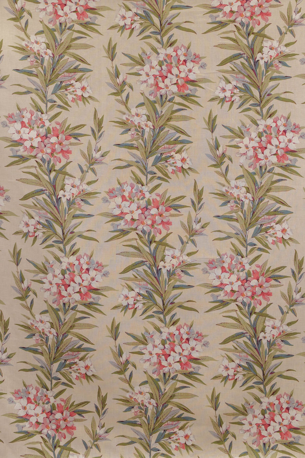 jm-1162 rose_OLEANDER