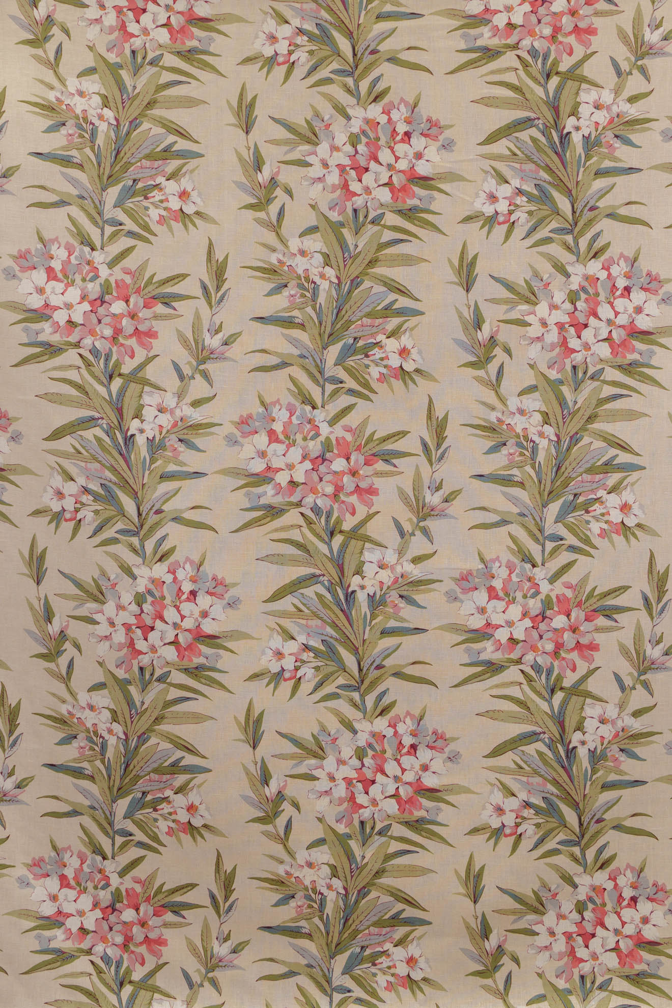jm-1162 rose_OLEANDER