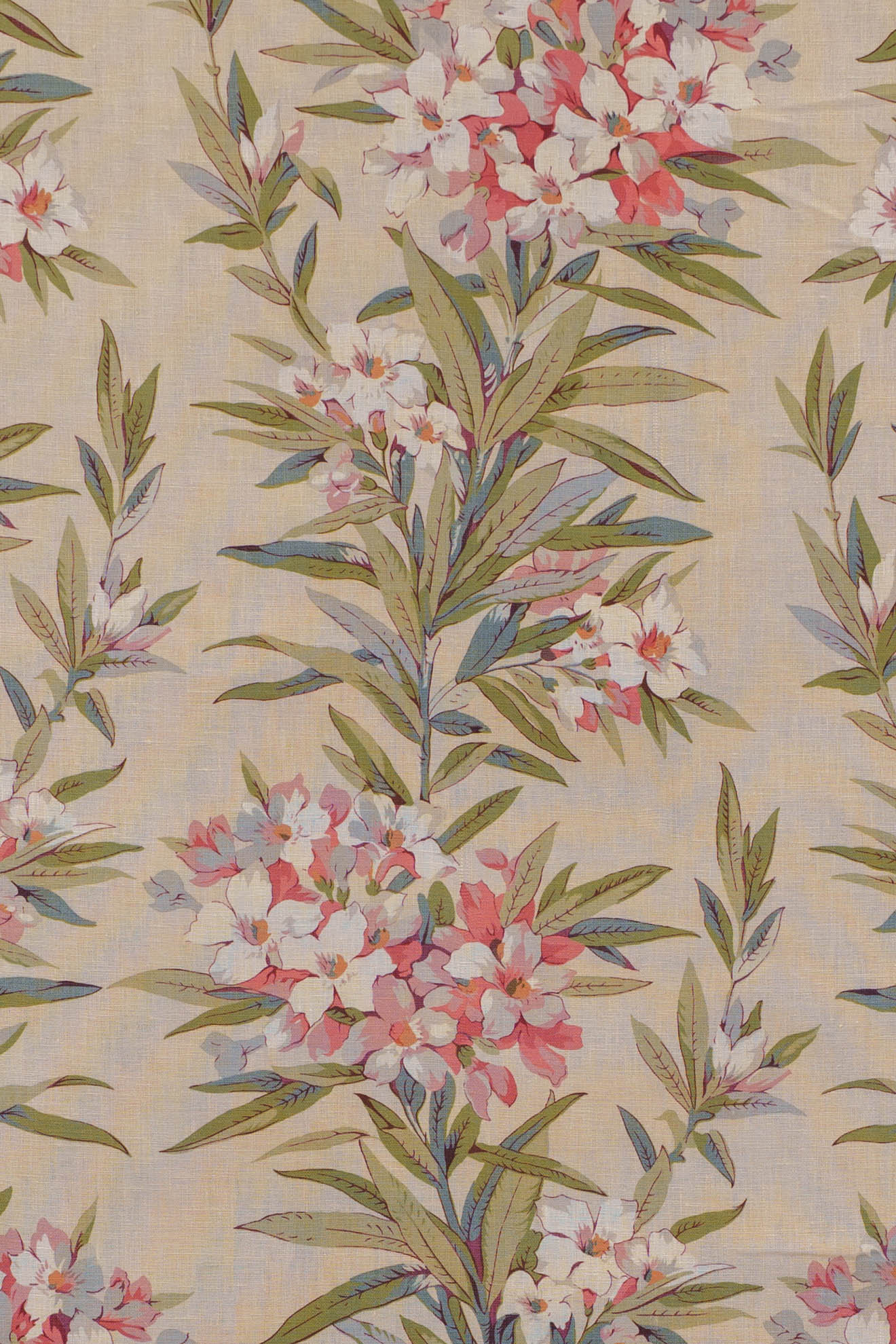 jm-1162 rose_OLEANDER