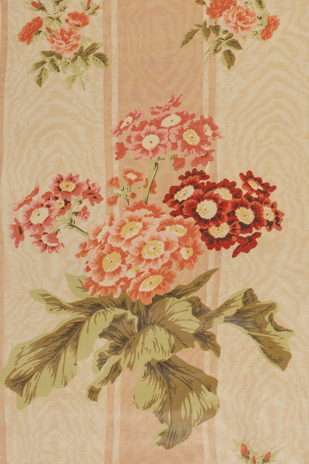 jm-708 apricot_POLYANTHUS