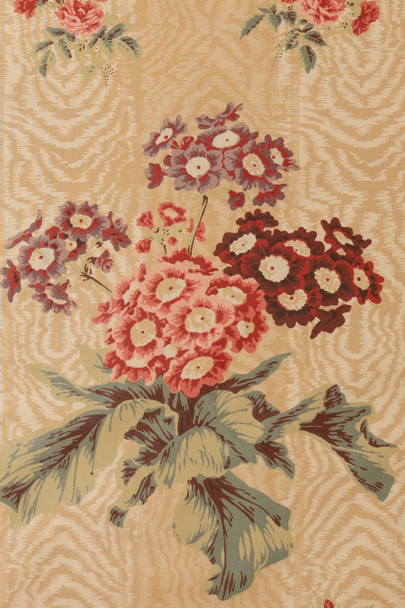 jm-706 coffee_POLYANTHUS